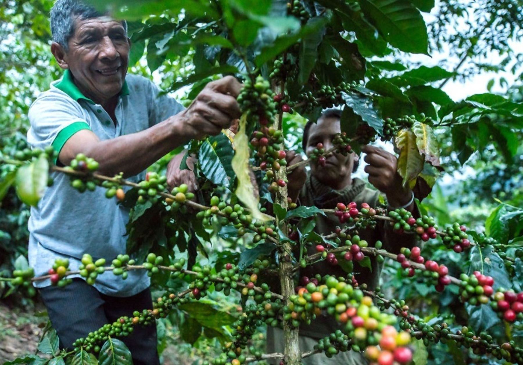EU rule on deforestation-free products could hurt small farmers