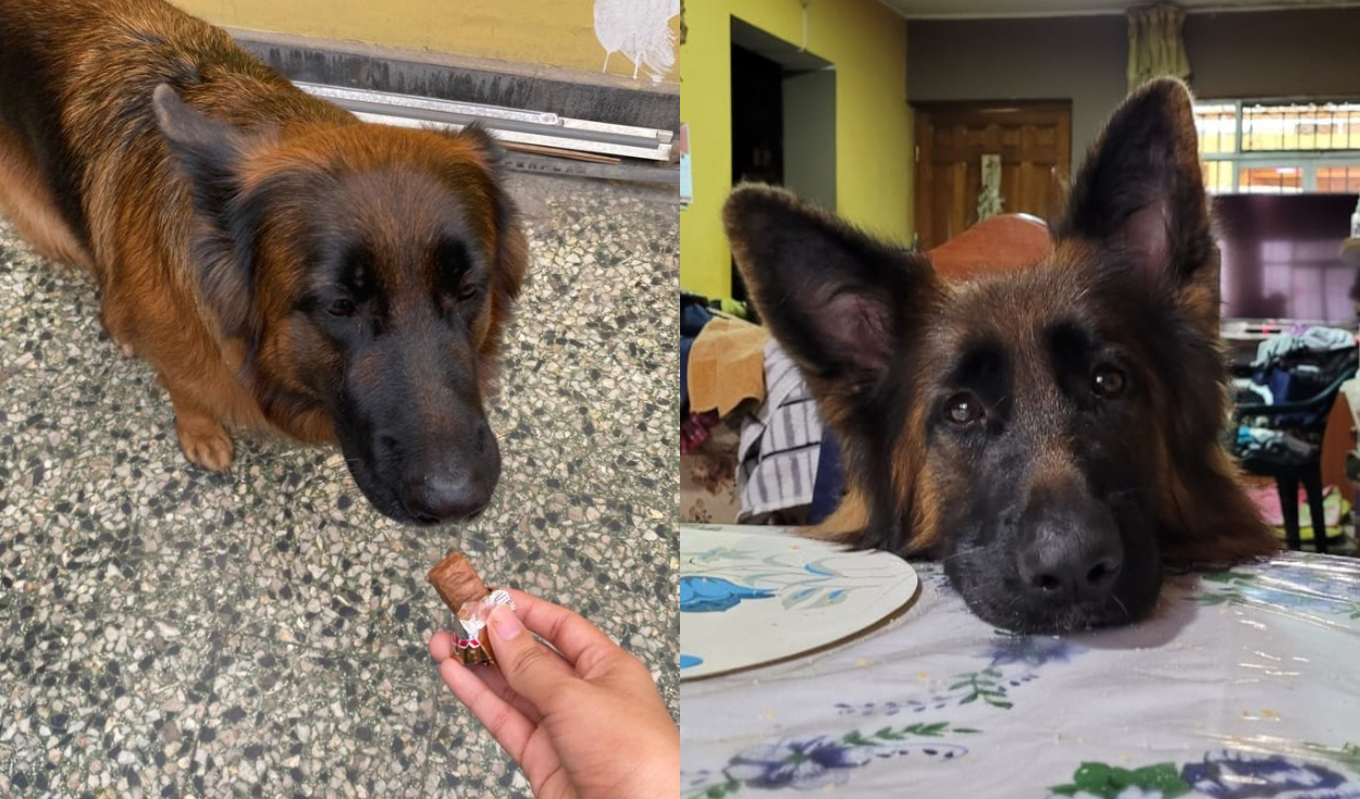 cómo puedo saber si mi perro tiene intoxicación por chocolate