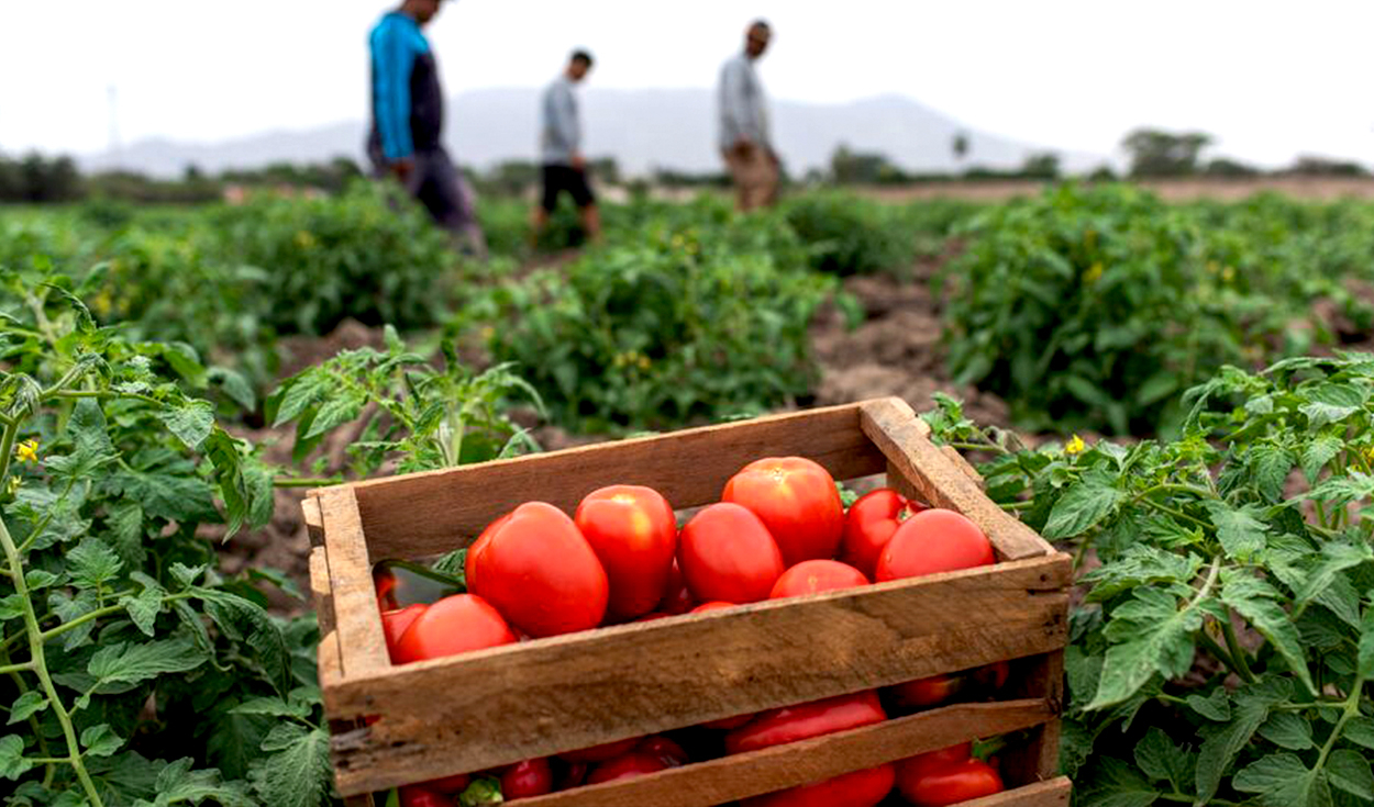 Pests in tomato and pepper crops would cause losses of US$8.5 million