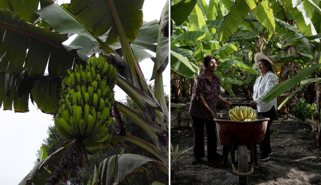 The first container with 22 tons of organic banana puree is exported from Piura to Europe