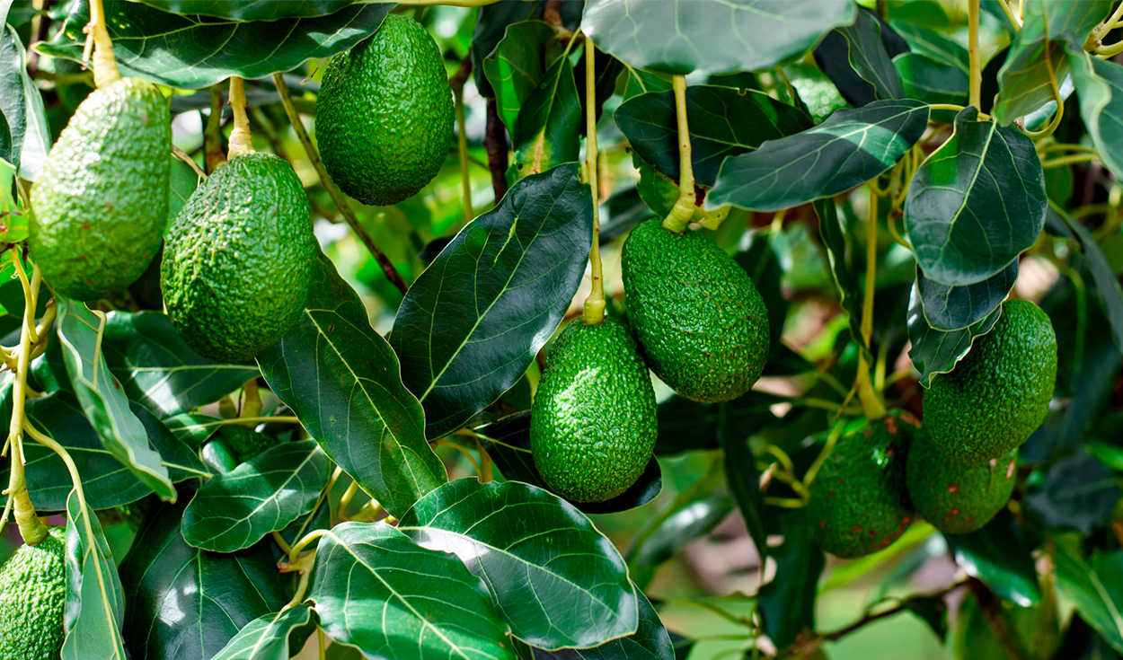 Hass avocado: exports will grow by only 2% this 2023