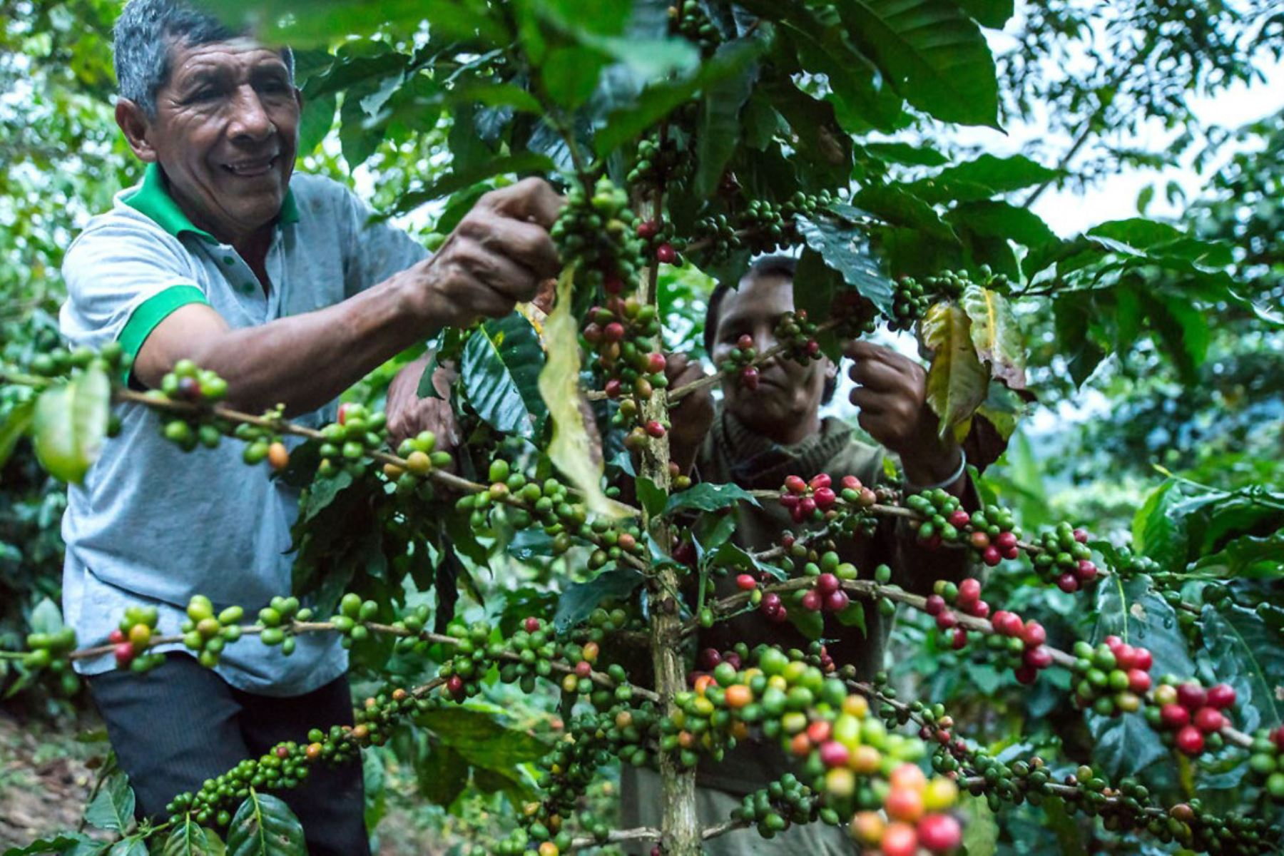 Coffee production contracted in 8 regions during June: which ones are affected?