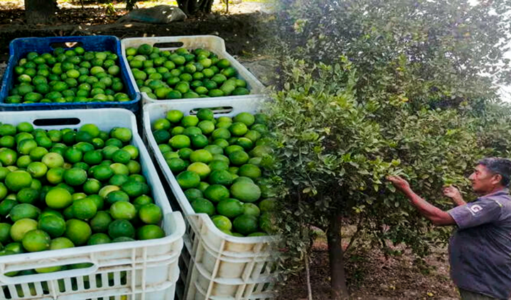 Will there be a total shortage of lemon in Peru?  This was said by the producers of Tumbes