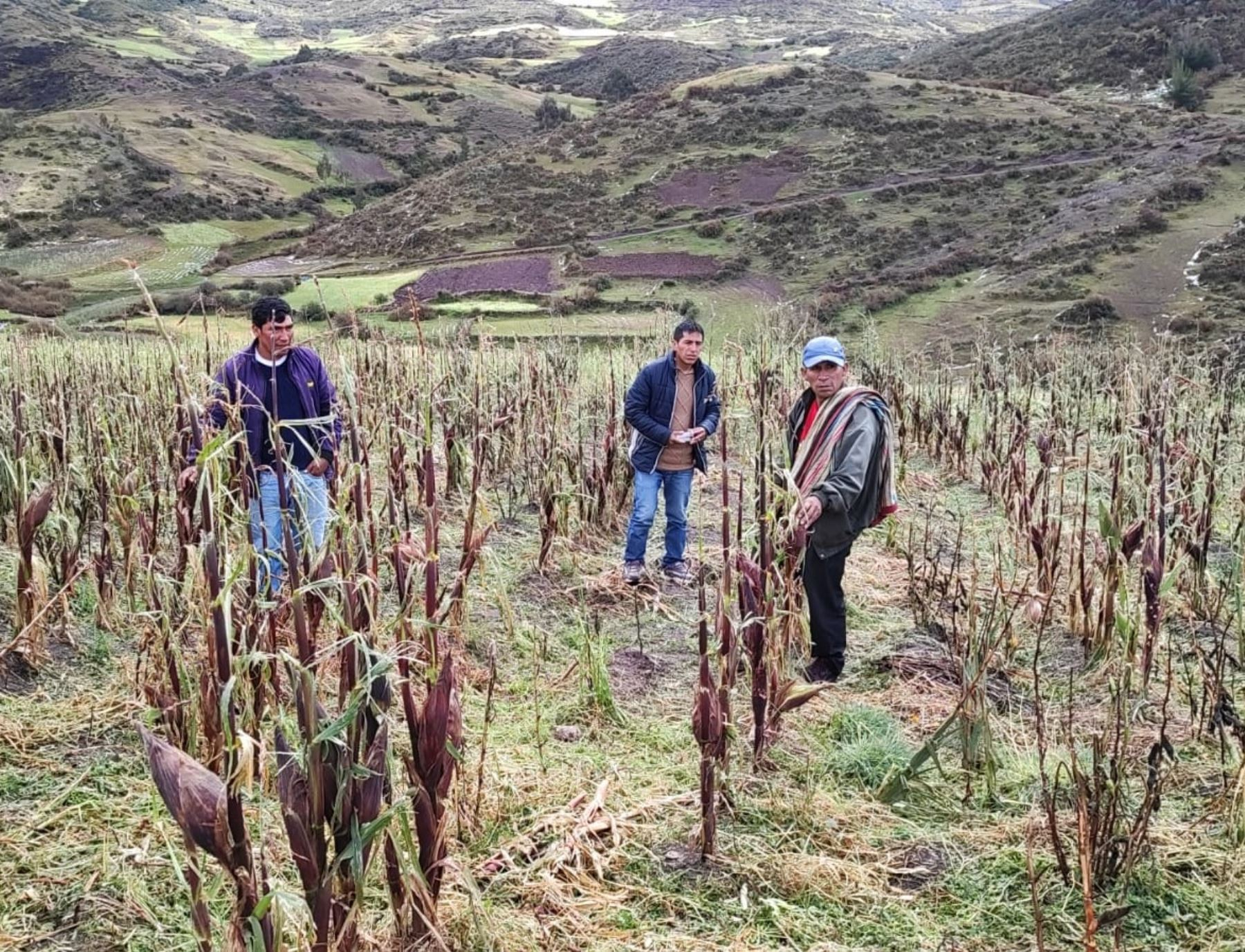 Midagri: Catastrophic Agrarian Insurance compensated 61,154 hectares in the previous agricultural campaign