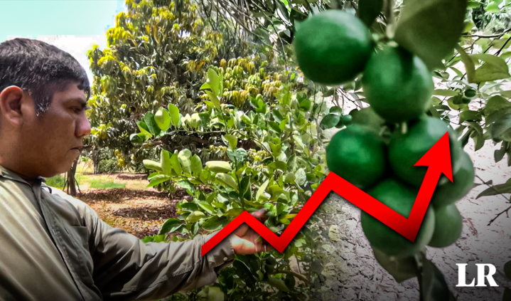 Piura: producers ask the State to control fertilizer prices to avoid shortages and higher lemon prices
