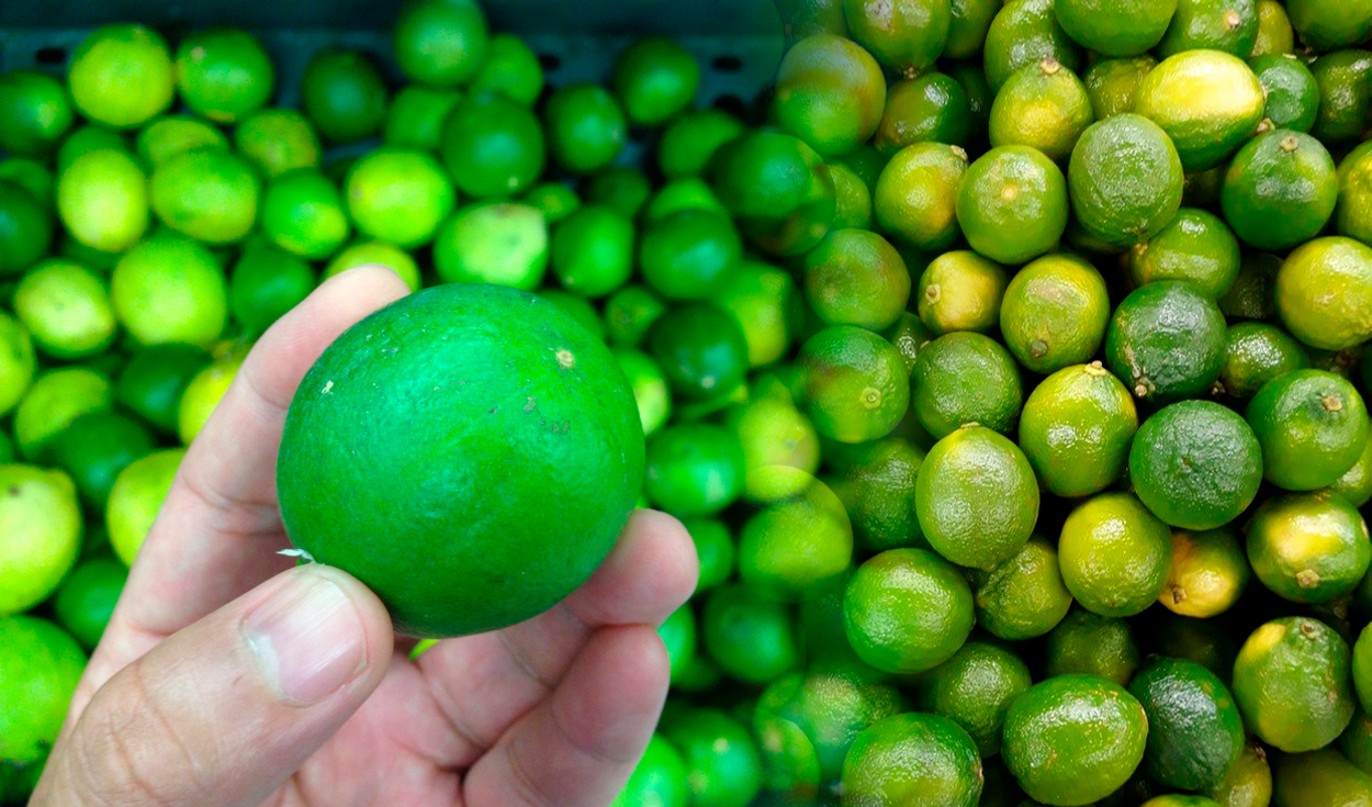 Meet the Tahiti lemon, the perfect replacement for the rise in the price of citrus: how much does it cost?