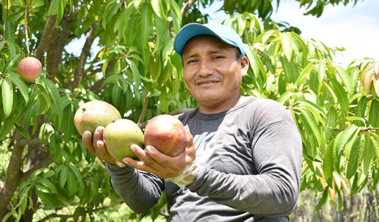 Will the mango go up in price like the lemon?  This is what Piura producers say
