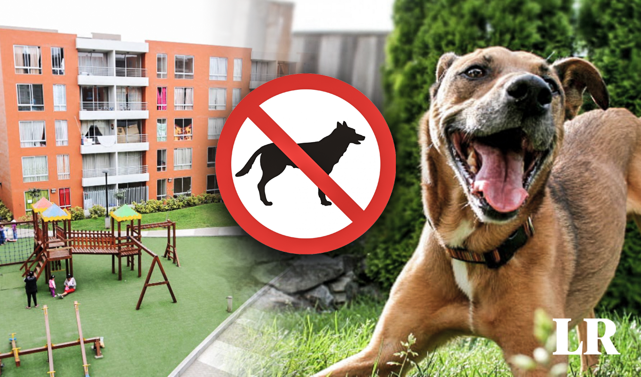Está prohibido tener mascotas si vivo en un condominio? Especialistas revelan la verdad | perros | gatos | junta de propietarios de condominios | animales | Lima | Perú | Sociedad | La República