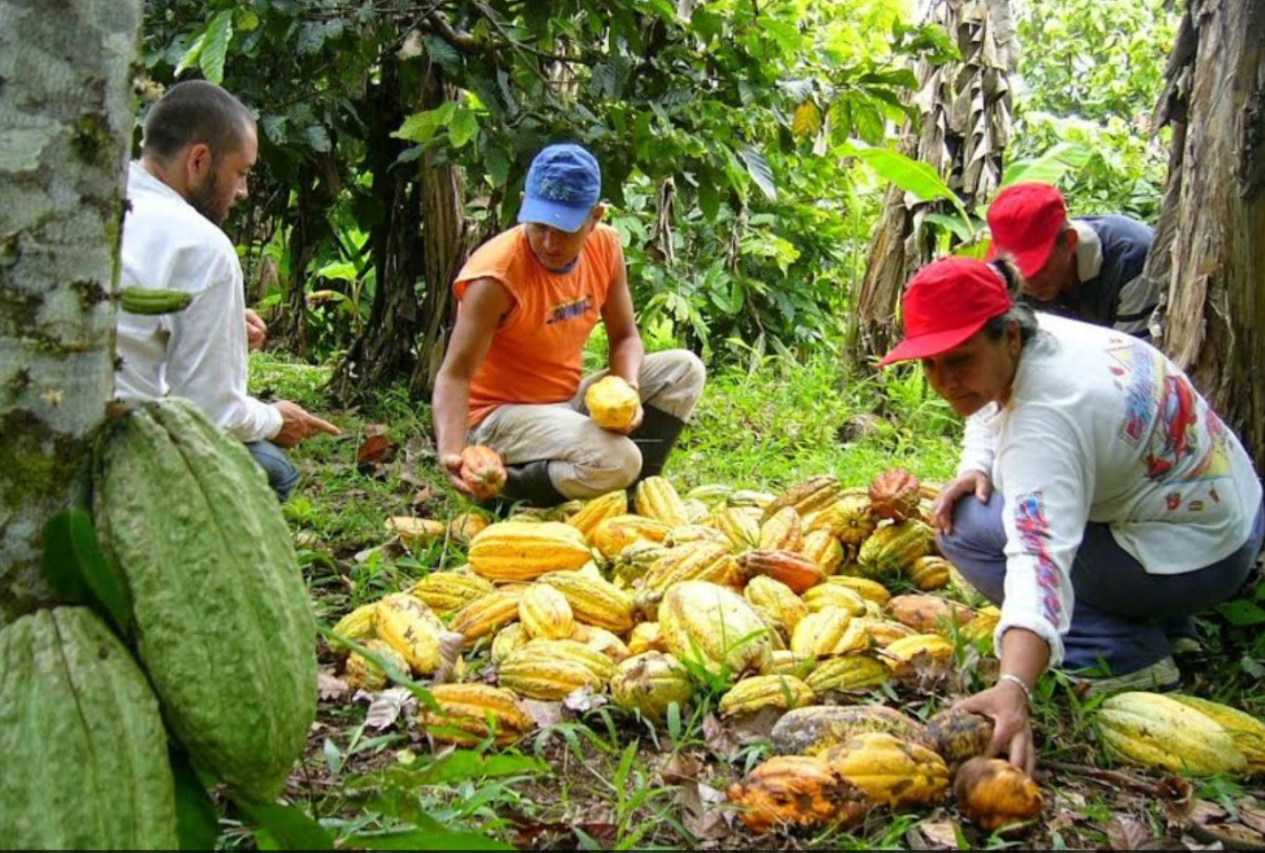 Change of name from Sierra y Selva Exportadora to Agromercado made official