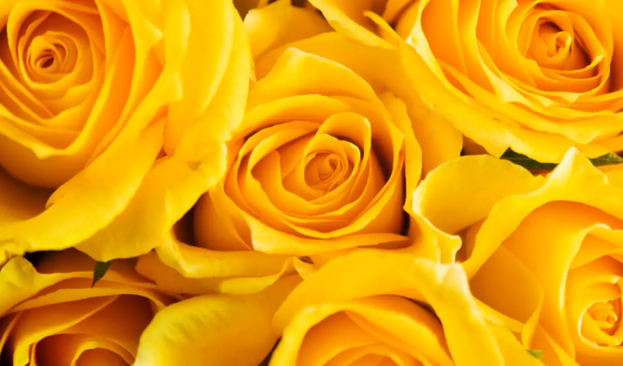 Cuáles son las FRASES de FLORES AMARILLAS para dedicar? Imágenes románticas  para enviar en México, Perú, Argentina, Venezuela y más este 21 de  septiembre | imagenes de flores amarillas para dedicar |