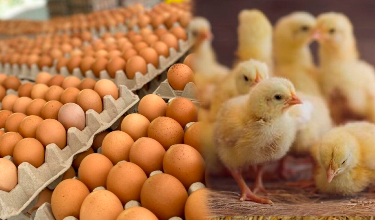 They approve requirements to import eggs and chicks from Brazil: what are the conditions to be met?