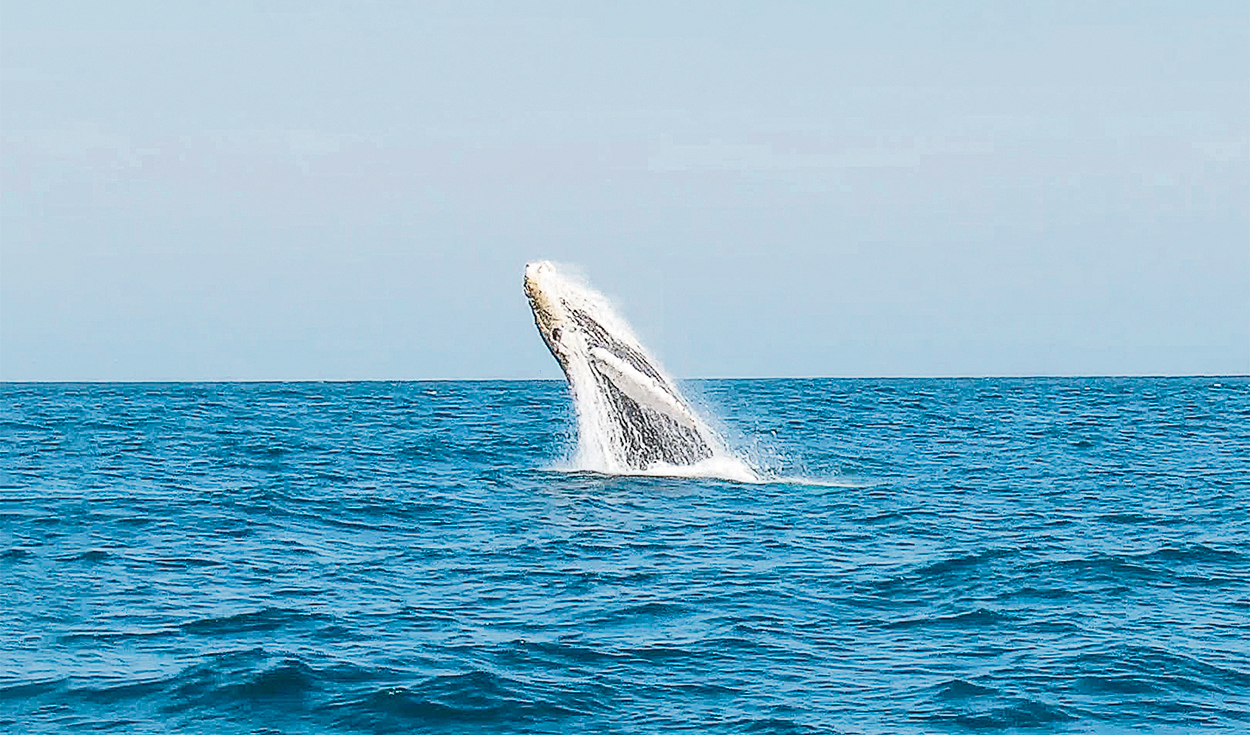 Mar Tropical de Grau National Reserve: decree that creates a new protected area is pre-published