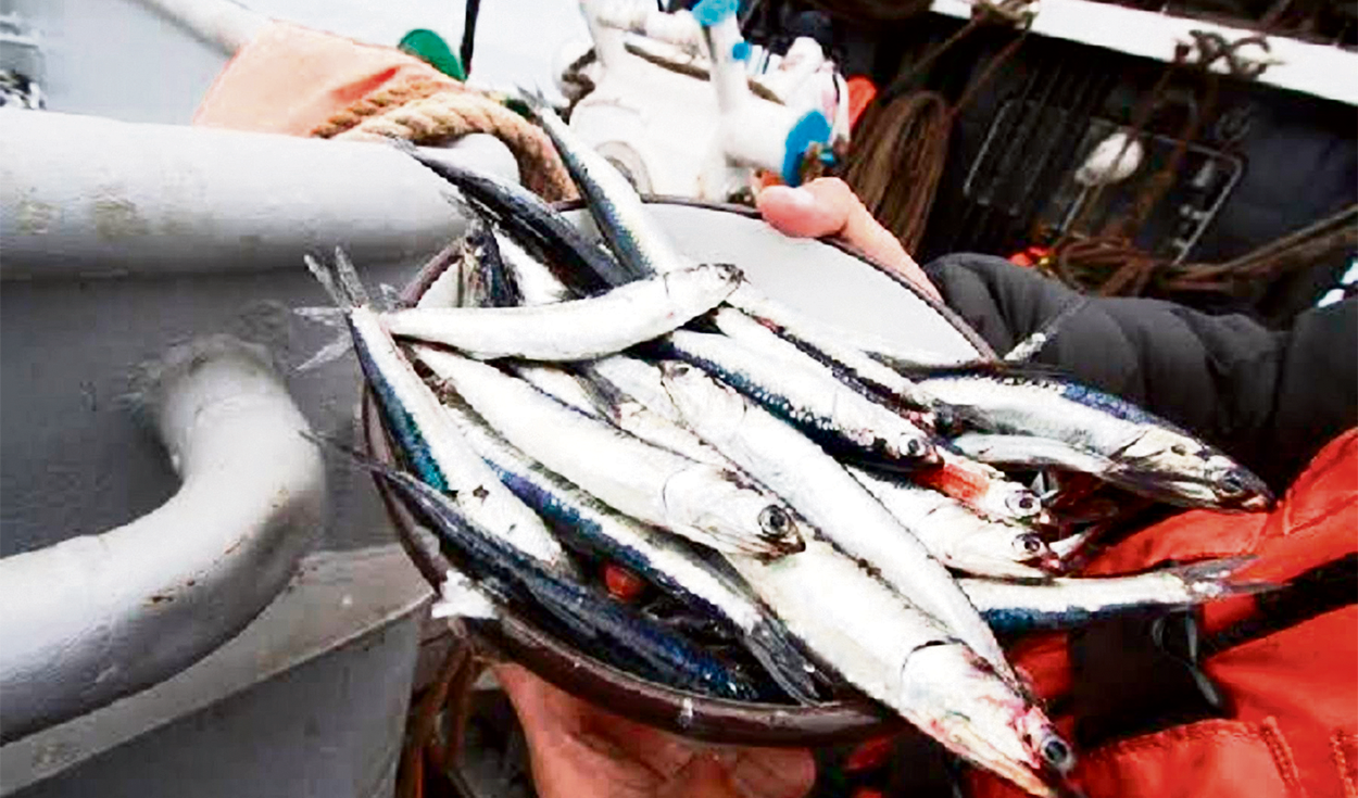 Second anchovy fishing season still uncertain