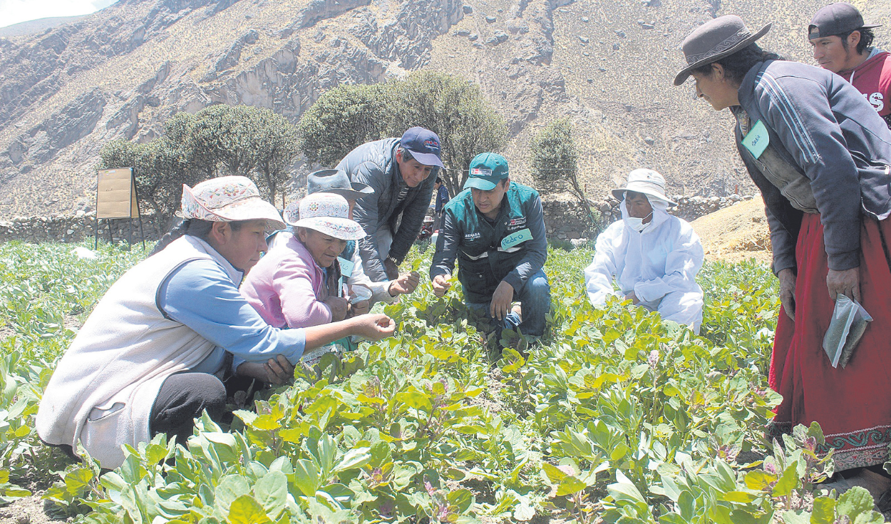 Fund of up to S/10 million to compensate farmers