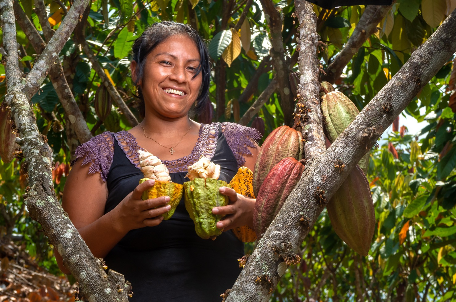 25 tons of cocoa from Junín are exported to Italy