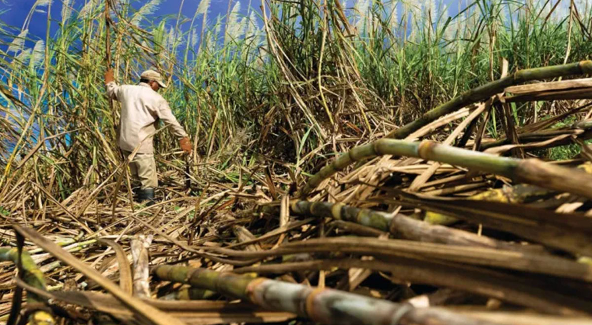 FAO: world food prices remained stable in September