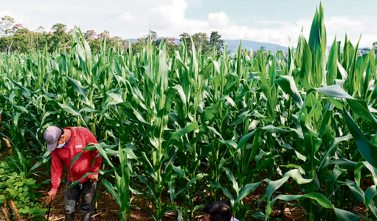 Global sugar and corn prices rebounded