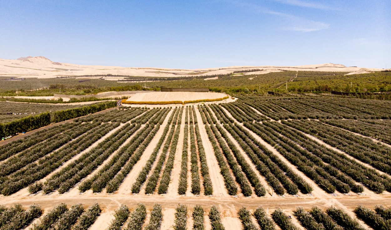 Blueberries, avocado and mango harvest decrease due to “El Niño”