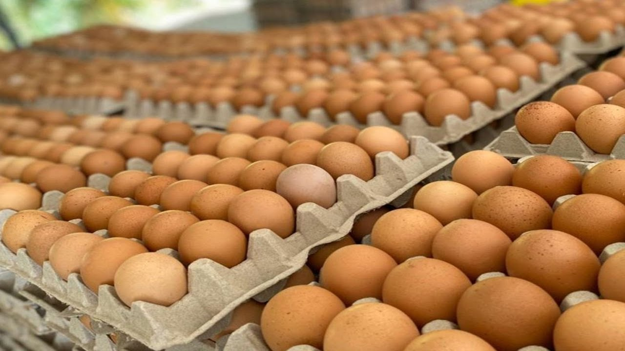 International Egg Day: perspectives and challenges of the poultry sector in Peru