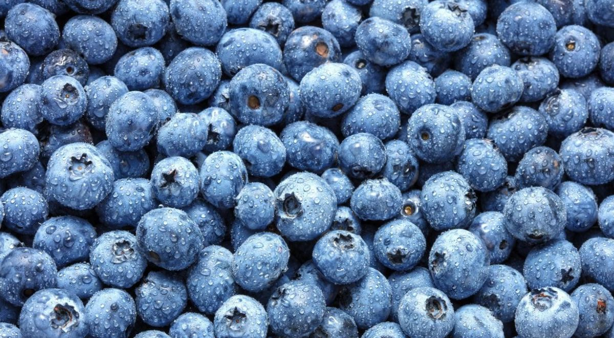 Peruvian blueberry exports would fall -9% to 256,481 tons in the 2023/2024 season