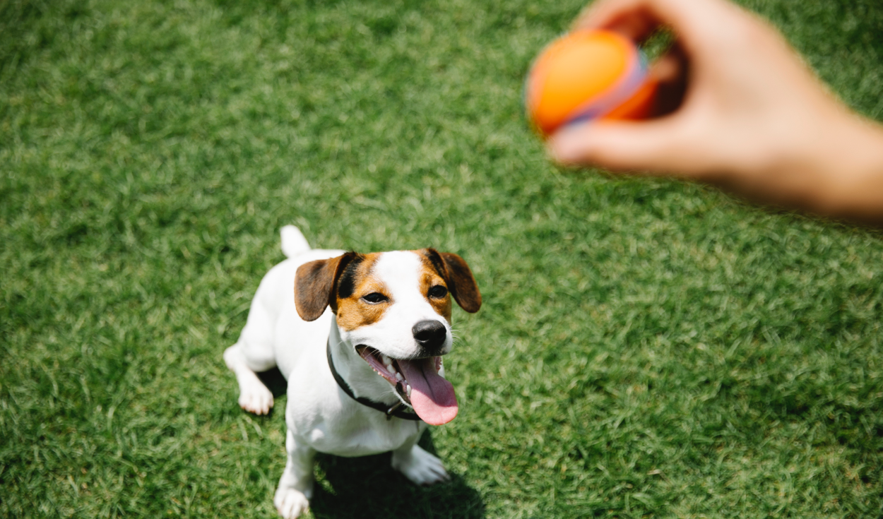 Perros: el significado oculto de sus juguetes favoritos