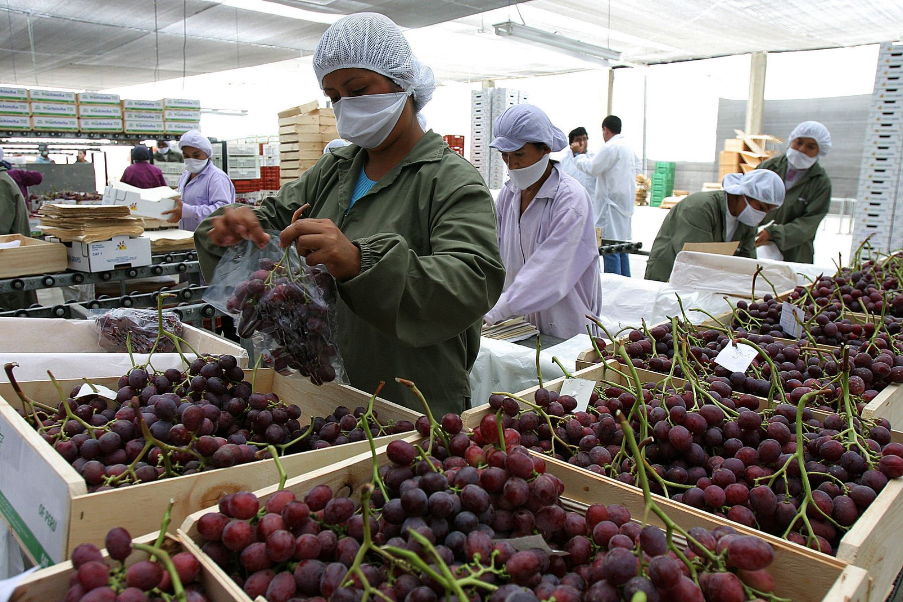 Mincetur: Peruvian grapes arrive in Japan and enter this market for the first time