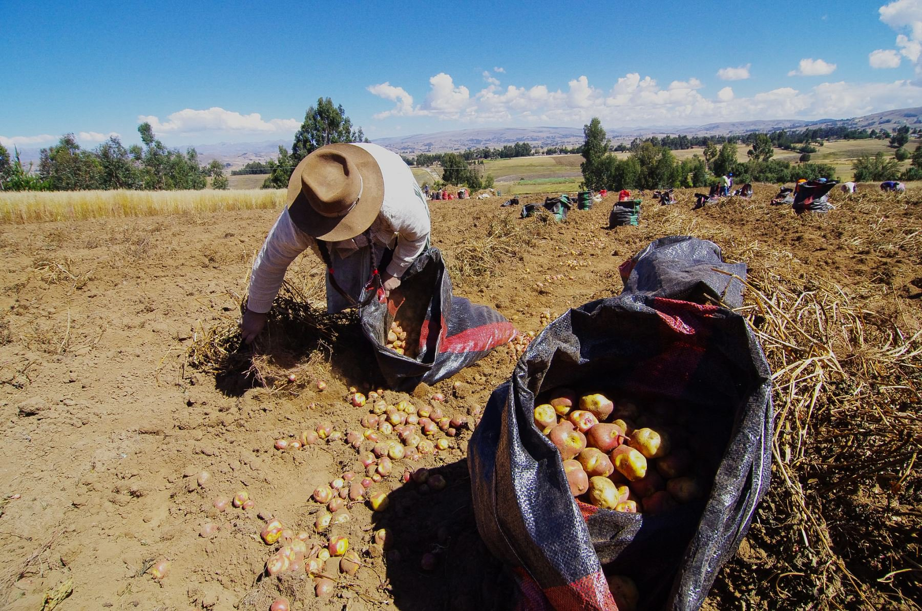 Potato planting started the campaign in negative and fell more than 10% in August