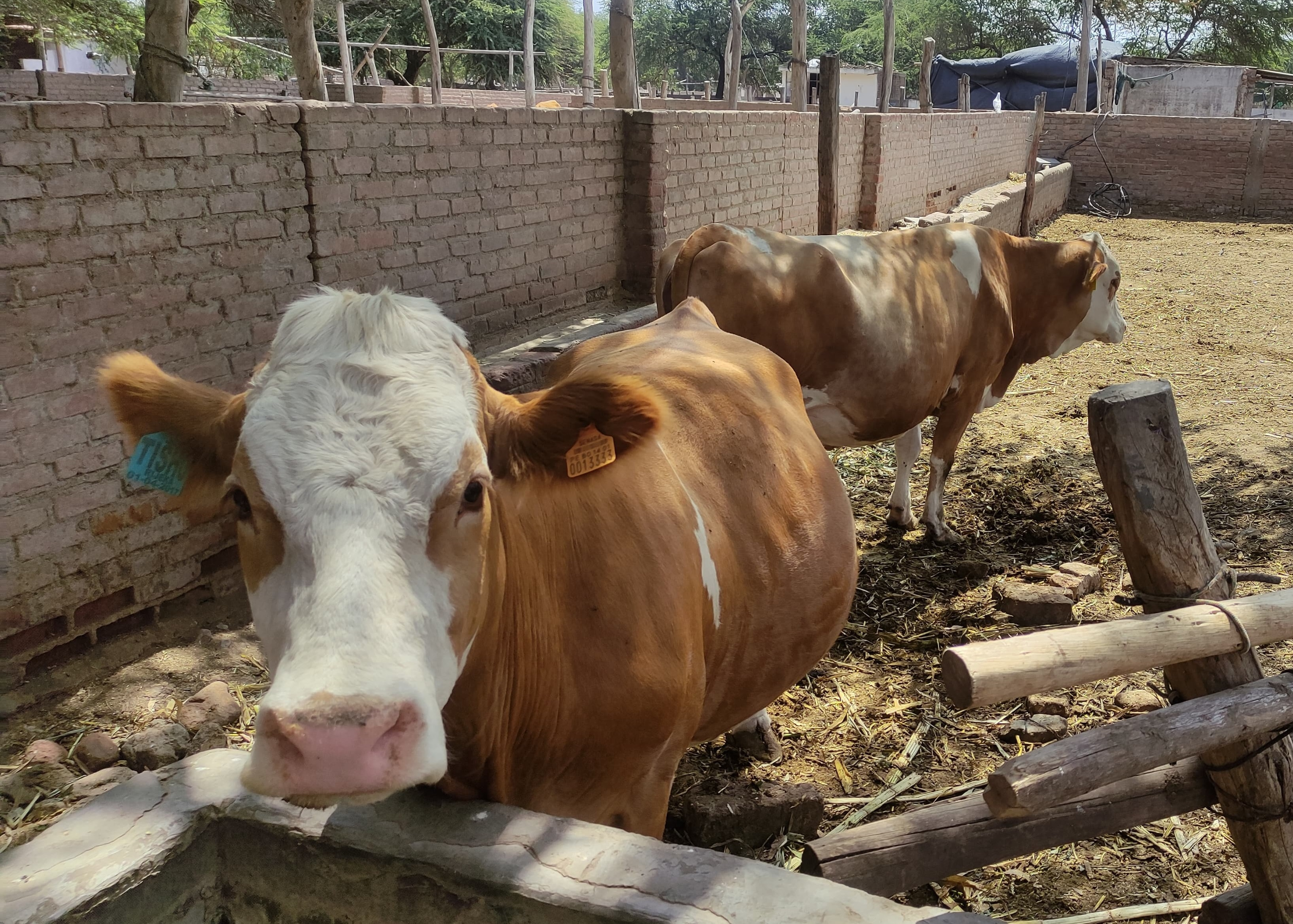 Milk production fell by 50% in Lambayeque