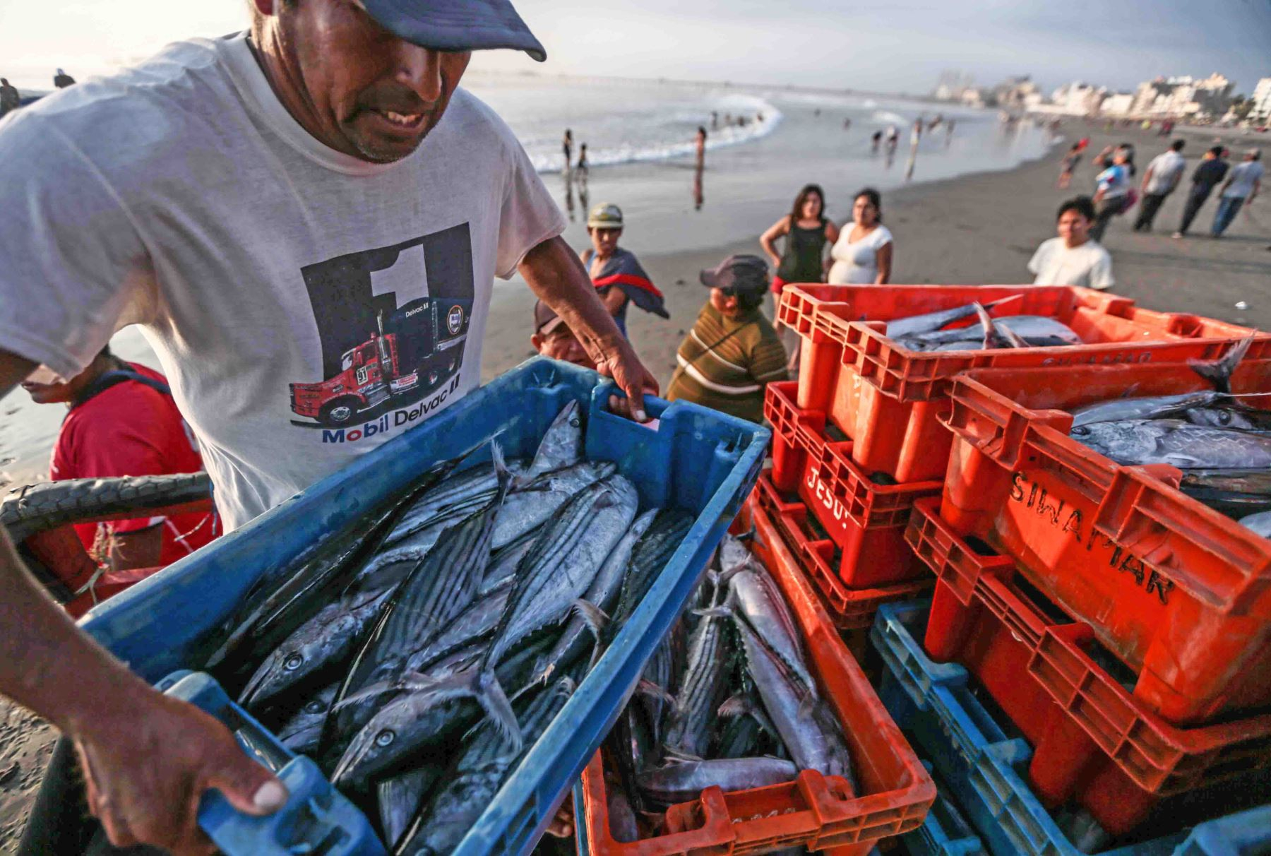 Ministry of Production gives the green light to exploratory bonito fishing for artisanal boats