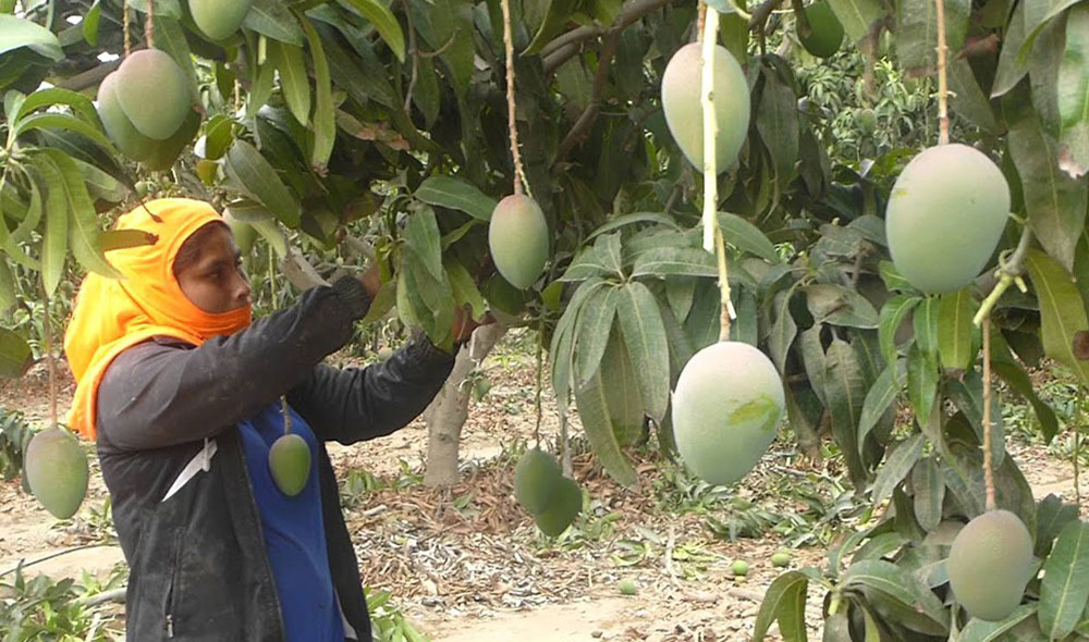 Banana and mango with a difficult panorama in Piura