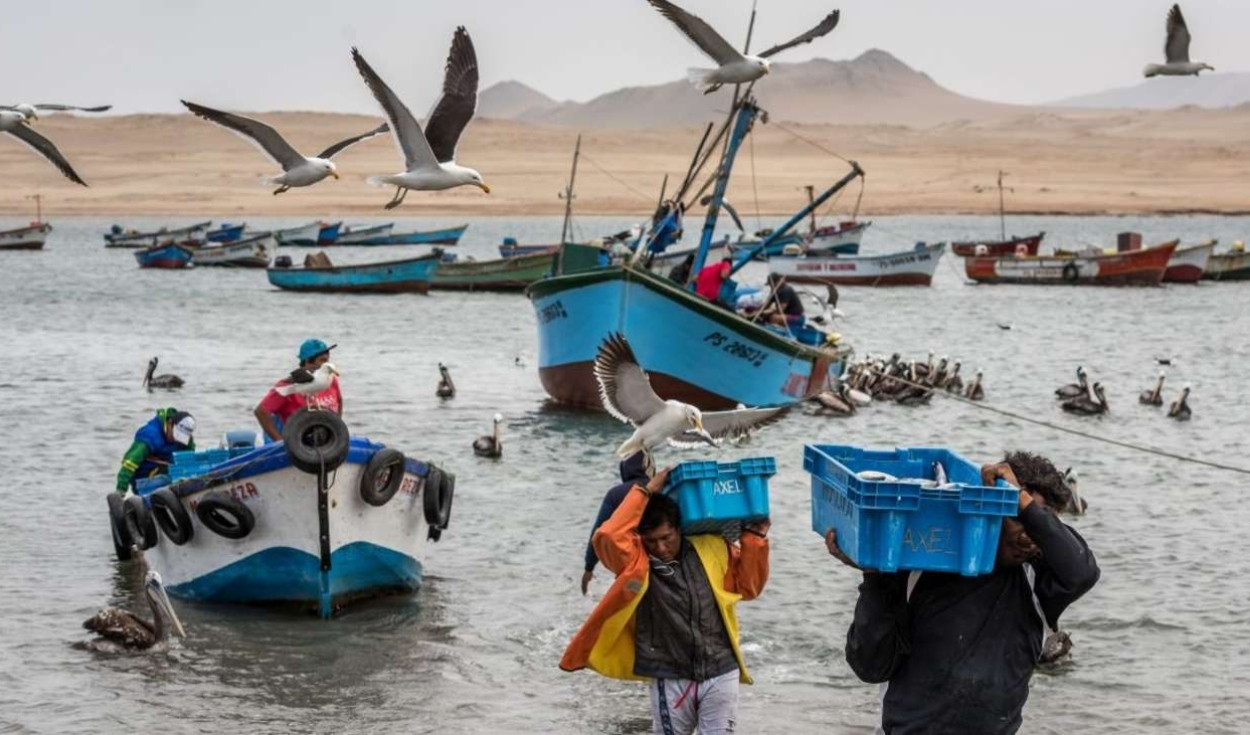 What fish and seafood will be available due to the El Niño phenomenon?