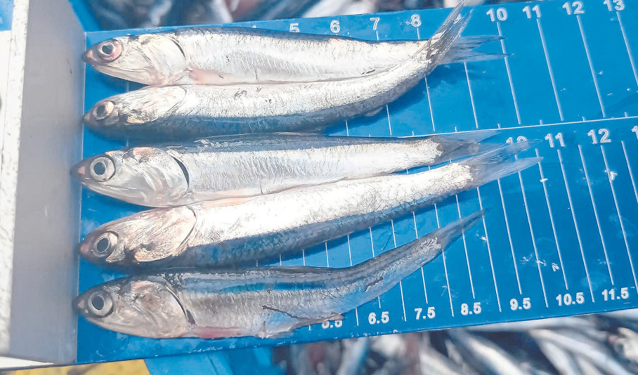 Industrialists paralyze fishing activities and request more flexibility from Produce