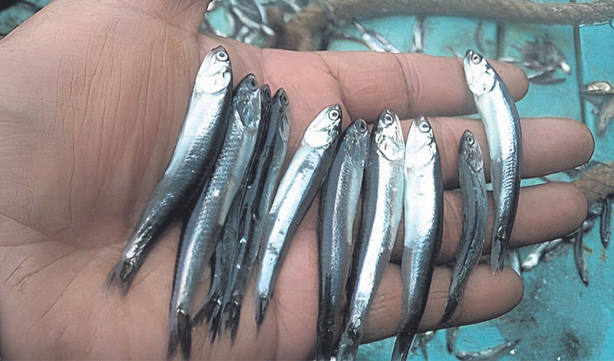 Artisanal fishing in danger if the minimum catch size of anchovy falls