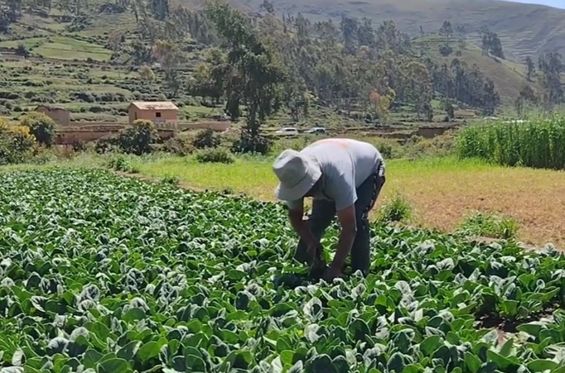 FAO: Food prices fall for third consecutive month