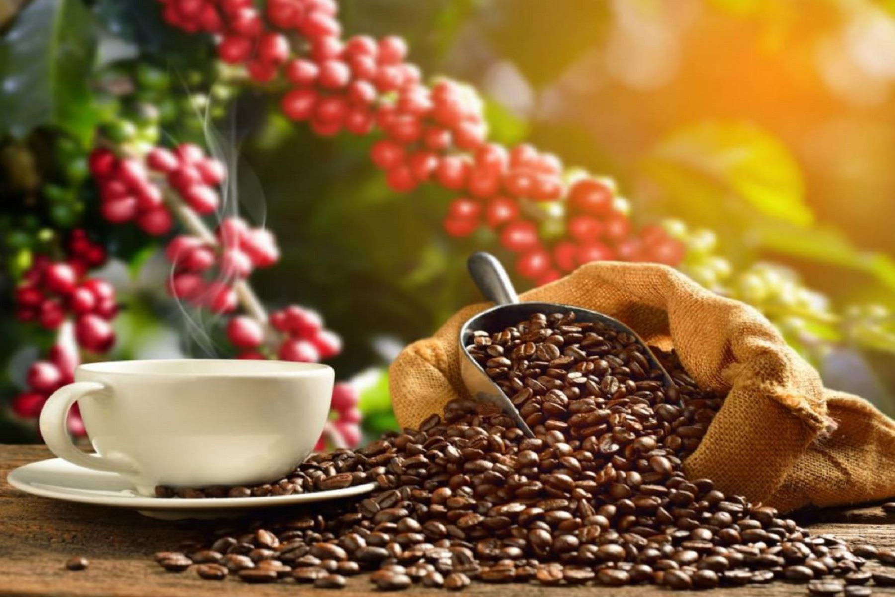 Midagri announces plan to export coffee without restrictions to the European Union