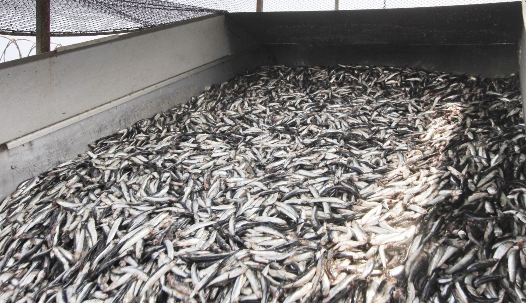 Association of Industrial Shipowners insists on expanding the juvenile quota in anchovy fishing to 30%