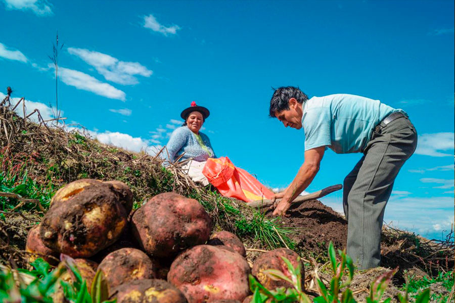 They propose an agricultural capitalization bonus of at least S/1,000 to support small farmers