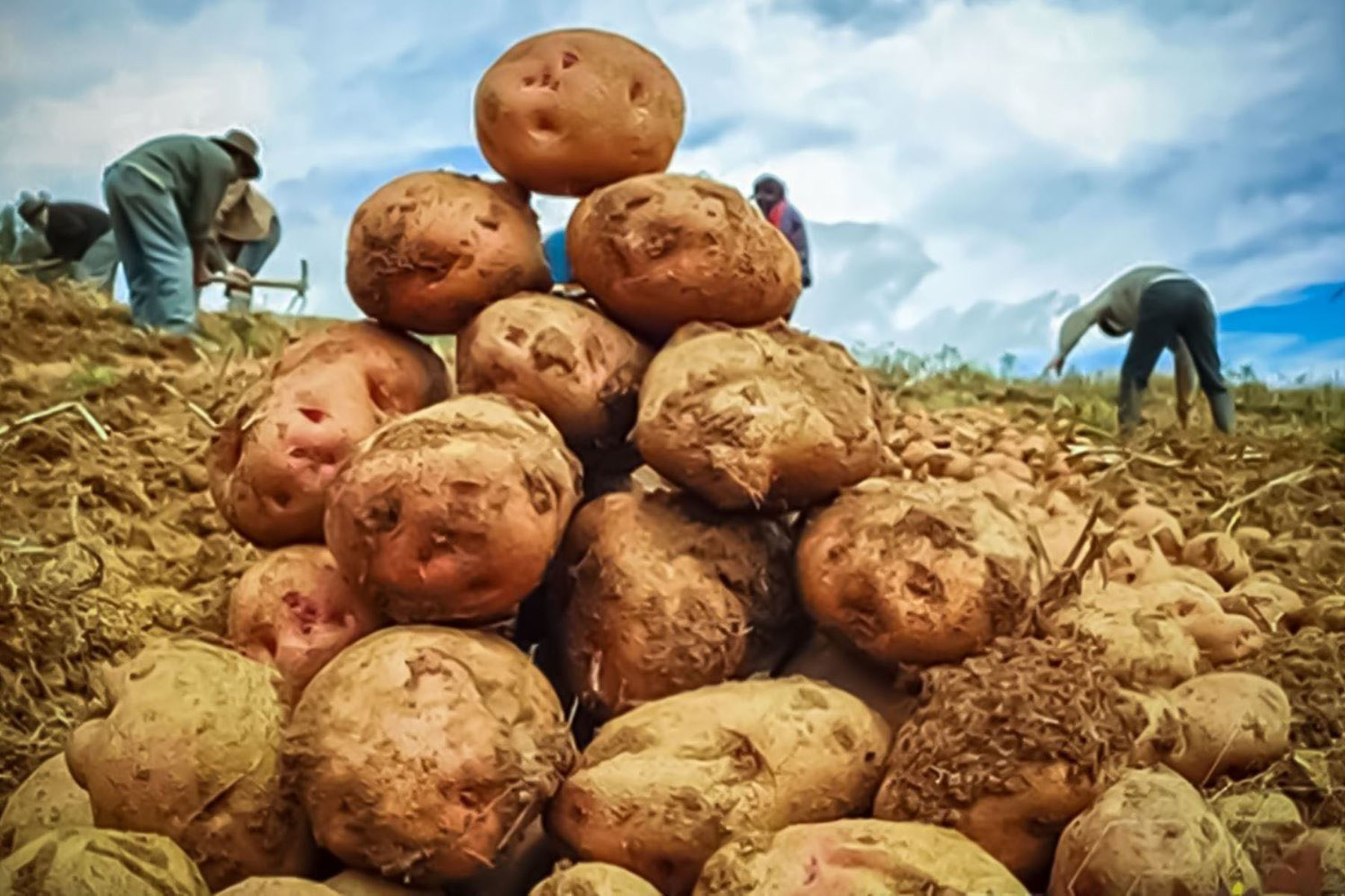 Potato production in Peru will be industrialized to promote its export