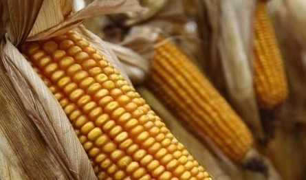MEF modifies the price range for sugar, corn, rice and milk powder