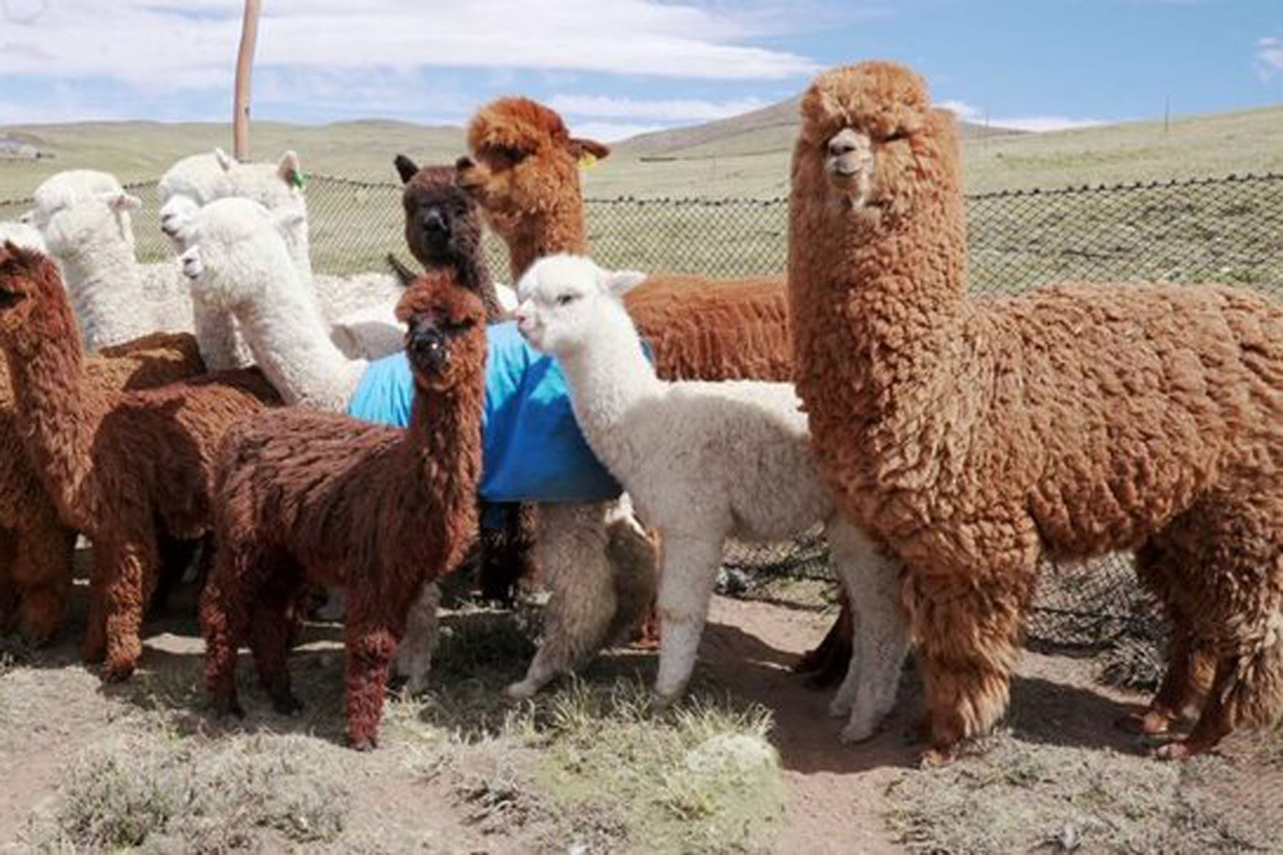 Alpaca mortality would rise to 50% next year due to lack of rain