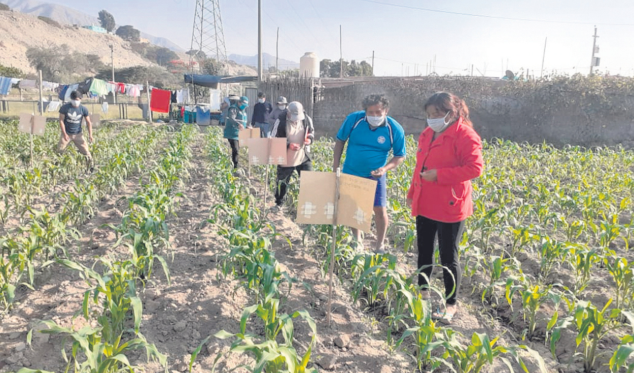 Targeted proposals to reactivate family farming