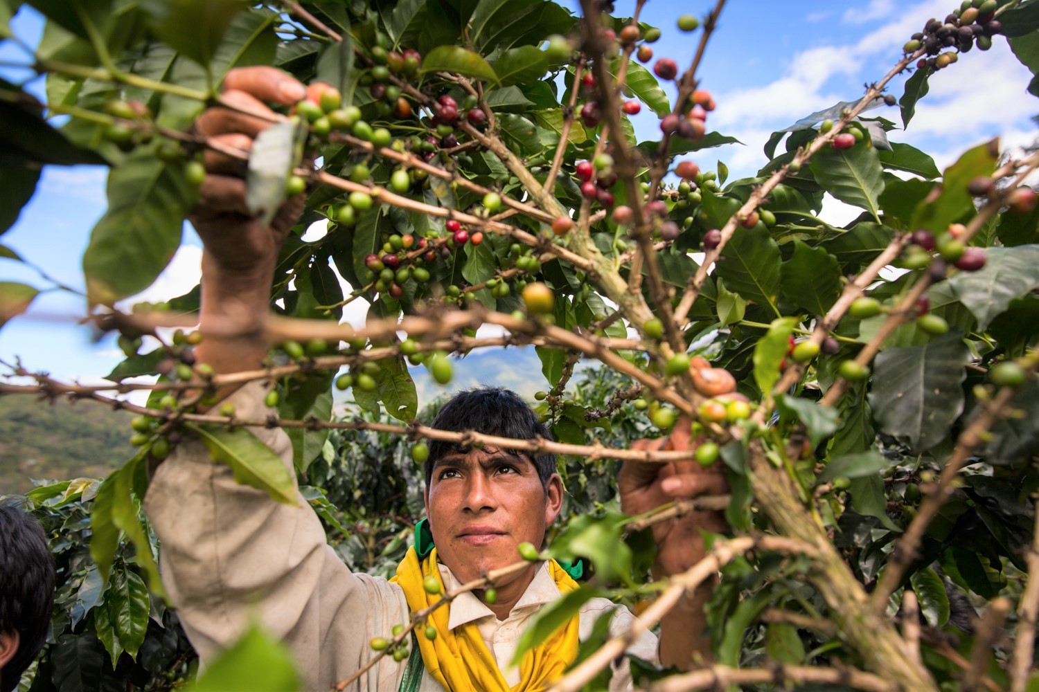 Peruvian coffee: almost half of the harvested hectares have been affected by yellow rust