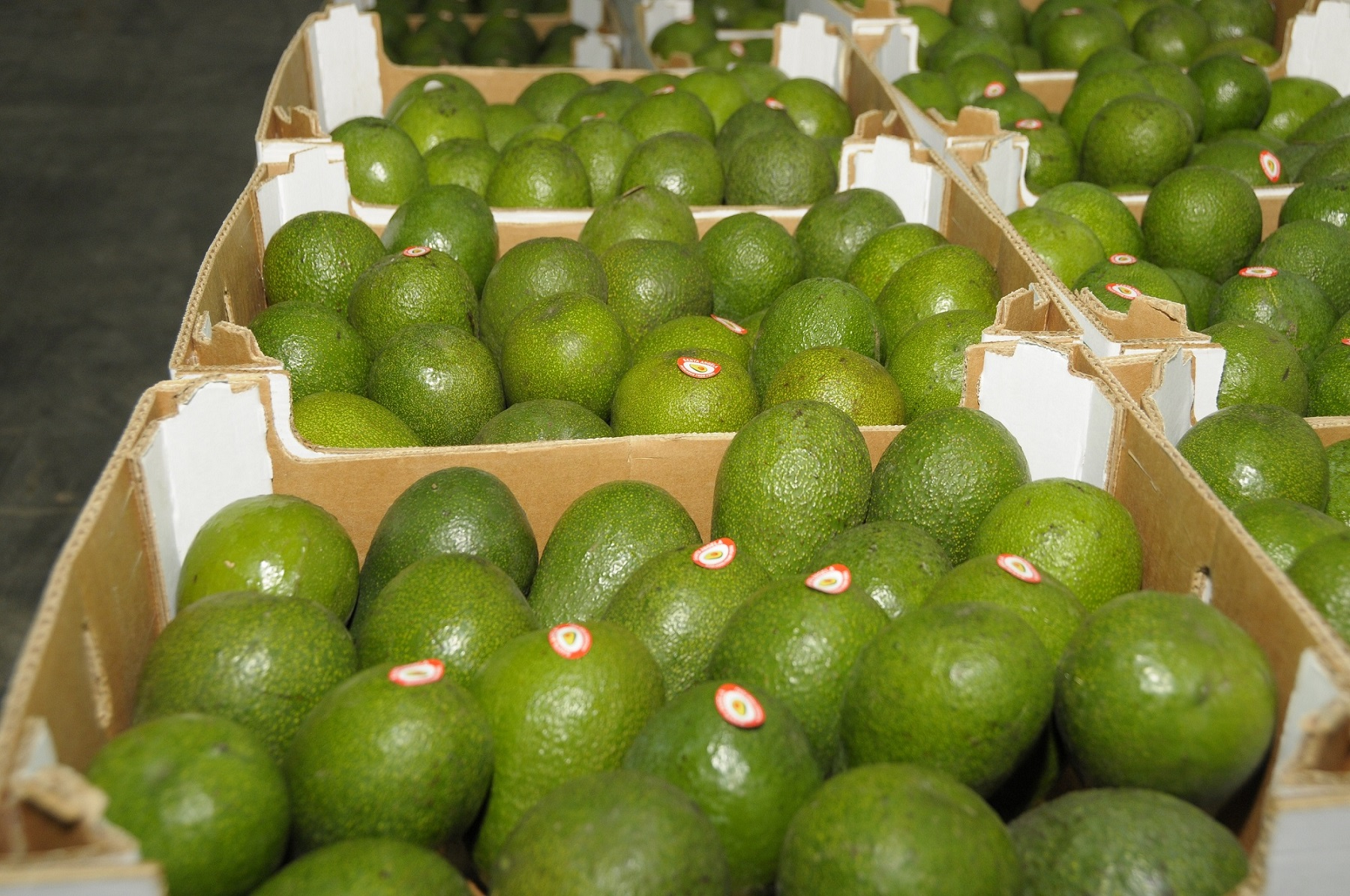 Avocado exports grew 9% until September: what were the main destinations?