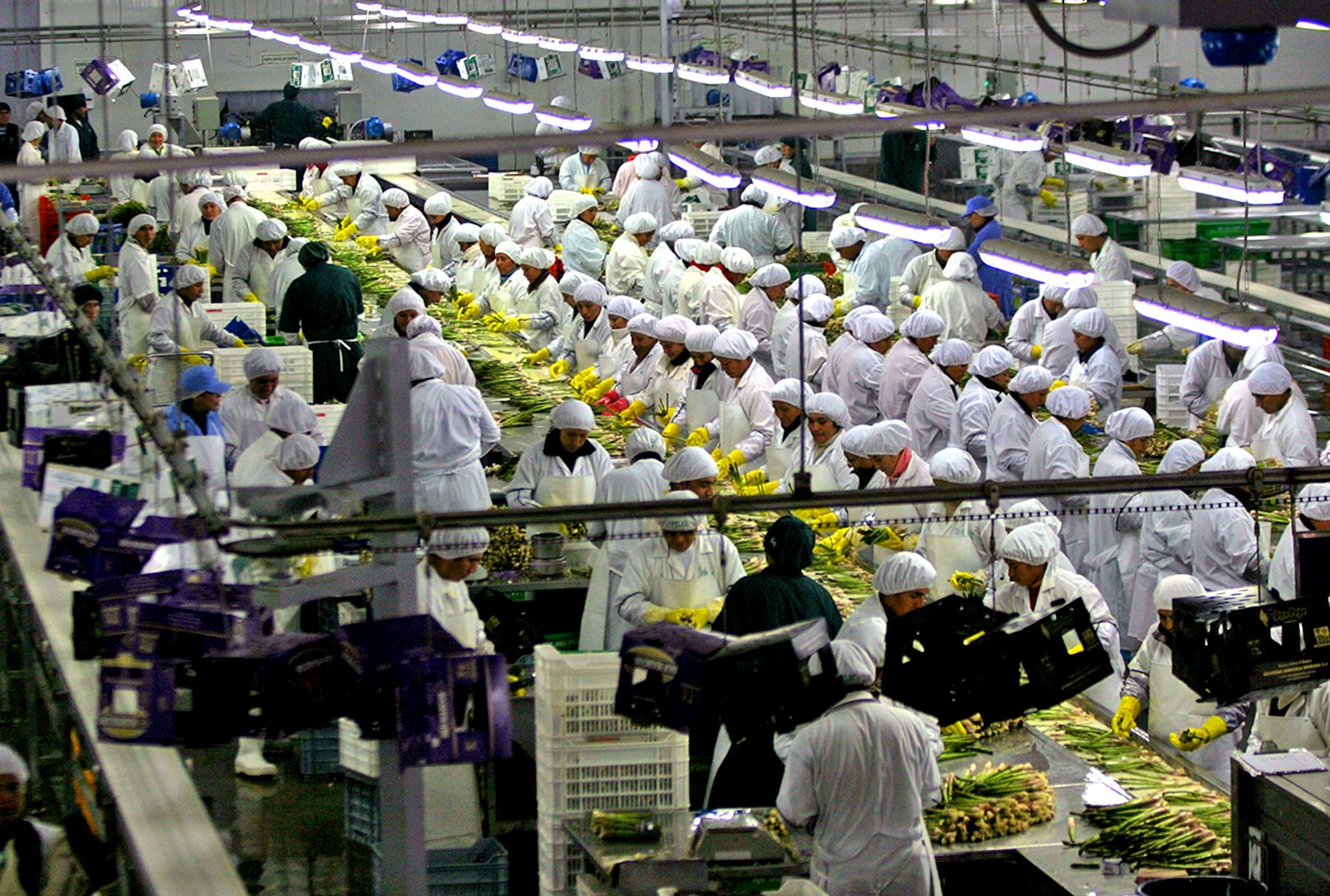 Midagri: 8 regions increased their agricultural exports until September
