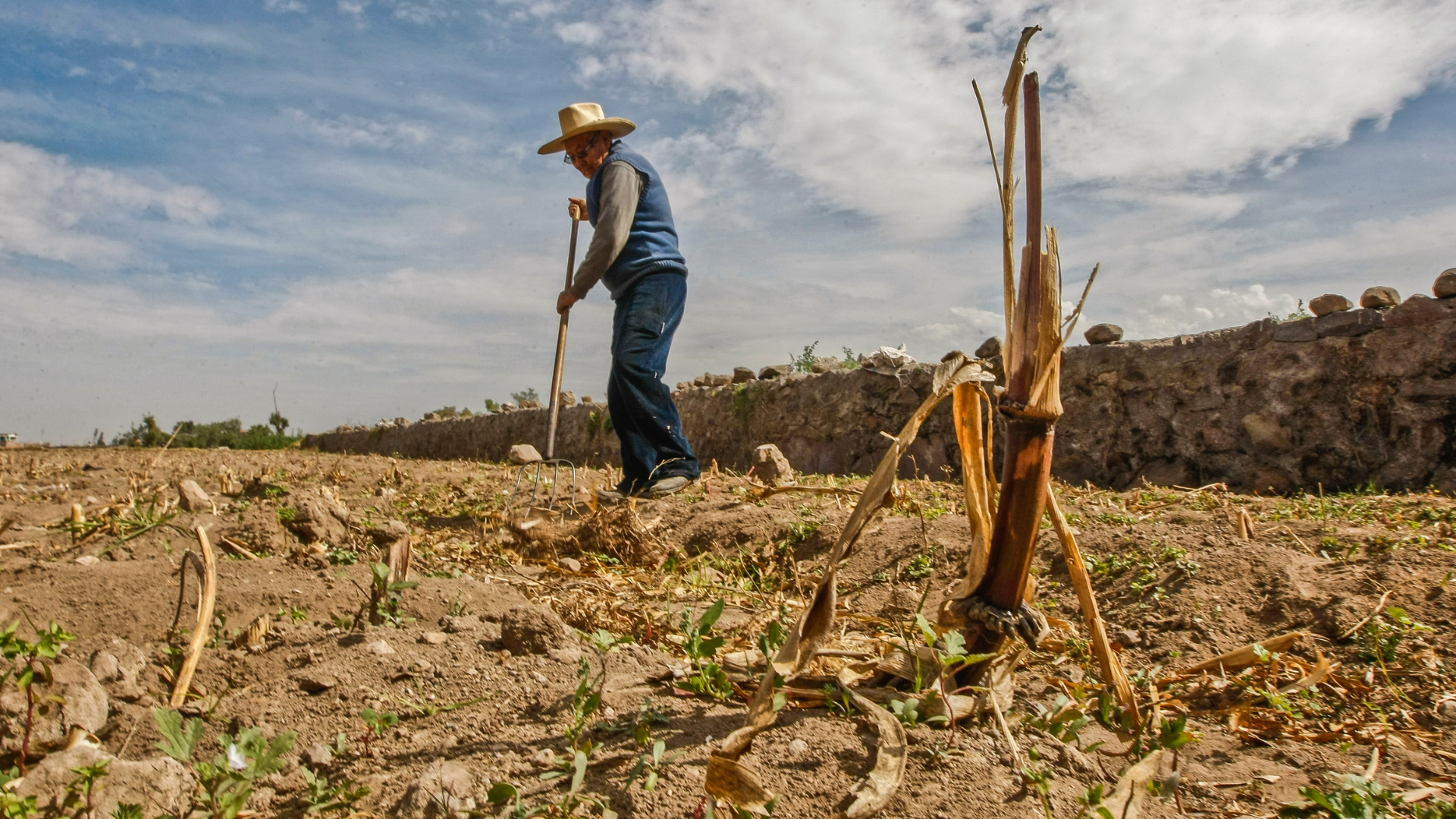 Agriculture and livestock lose US$123 billion a year due to climate disasters