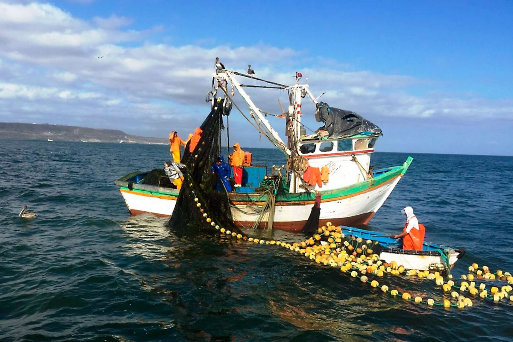 Second fishing season: more than 30% of what is caught is juvenile