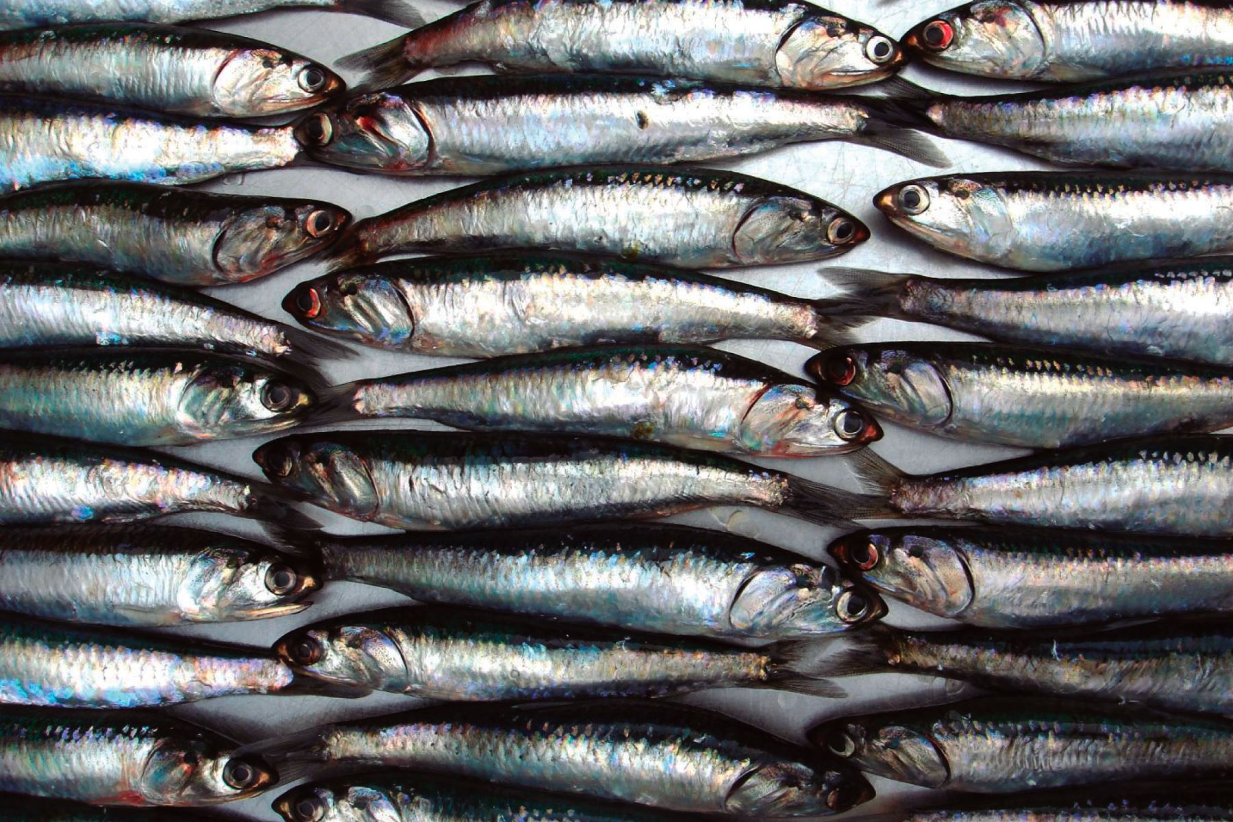 Produce sets anchoveta fishing limit at 150,000 tons for this year