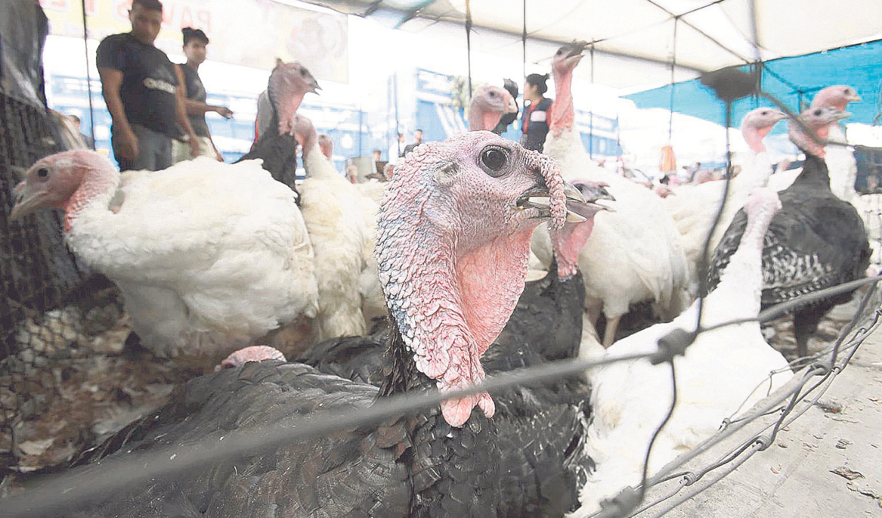 Merchants expect to sell more than 1,600,000 turkeys