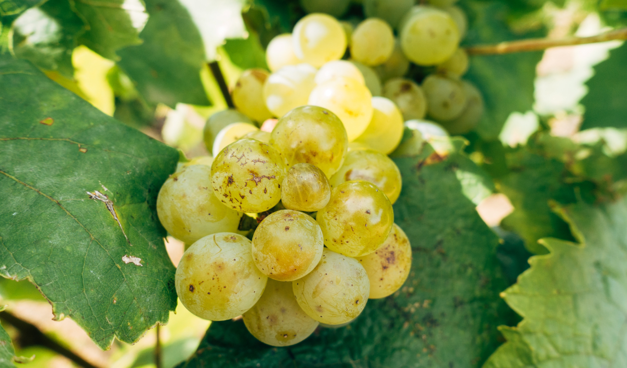 Ica: export of table grapes grew almost 300% as of December 2023