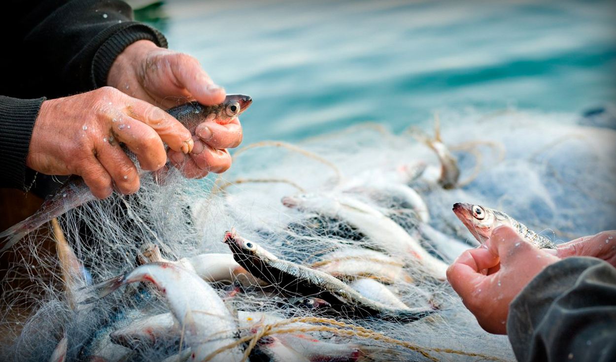 Chilean government presents new general fishing law